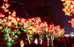 Bougainvillea trees