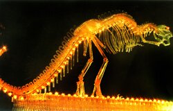 Glass Tube Dinosaur bones model